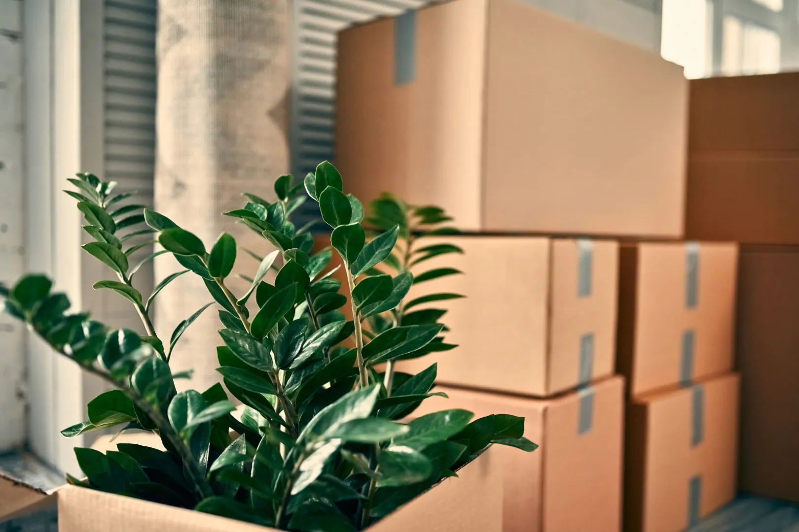 Verpackte Kartons und eine Pflanze im Vordergrund